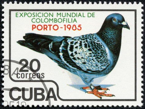 stamp printed in Cuba, shows pigeon bird