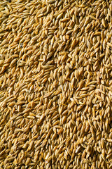 Wheat grain background