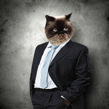 Funny fluffy cat in a business suit