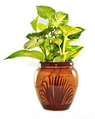 House Plant on a white background