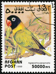 stamp printed in Afghan shows agapornis personata