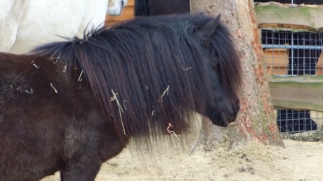 d&ouml;sendes Pony
