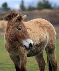 Fototapeta premium petit cheval de przewalski
