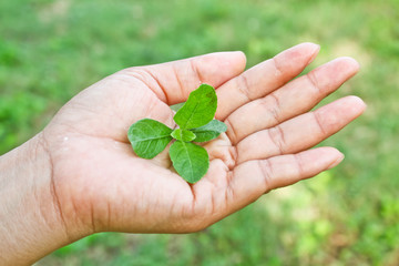 holding small green leaves.