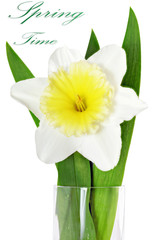 Beautiful spring single flower: yellow-white narcissus (Daffodil