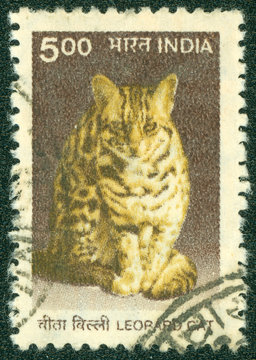 stamp printed in India shows a Leopard cat