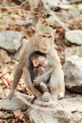 two monkeys sitting on stone vertical