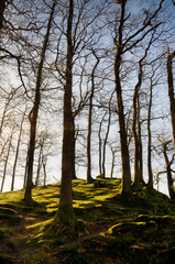 Fototapeta premium Winter trees on a mossy knoll