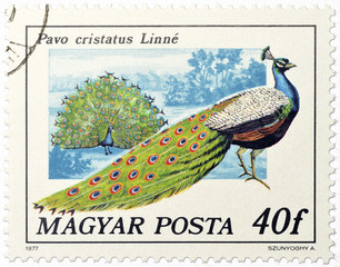 Fototapeta premium Hungarian postage stamp with male peacock