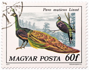 Fototapeta na wymiar Węgierski znaczek z męskiej zielonym paw