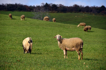 sheep on pasture eating grass