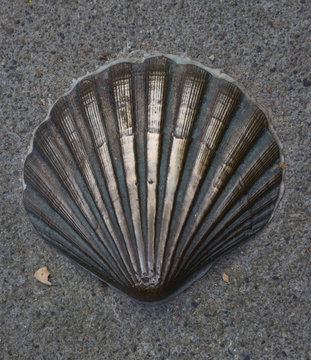 Jacobsmuschel / Pilgerweg