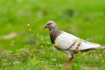 bird and flowers