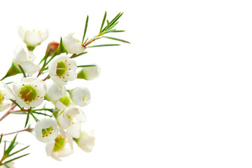 white background with white flower