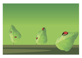 Ladybugs on the leaves