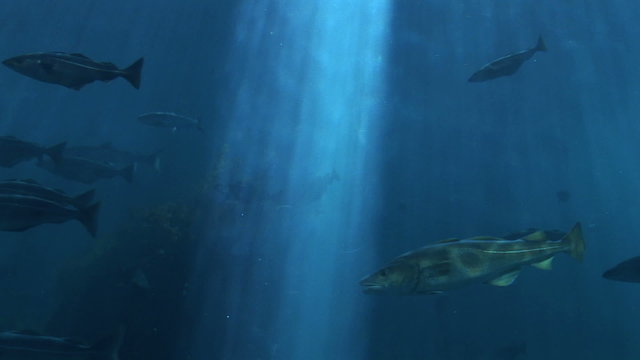 Fish - Marine life - School of fish - Underwater