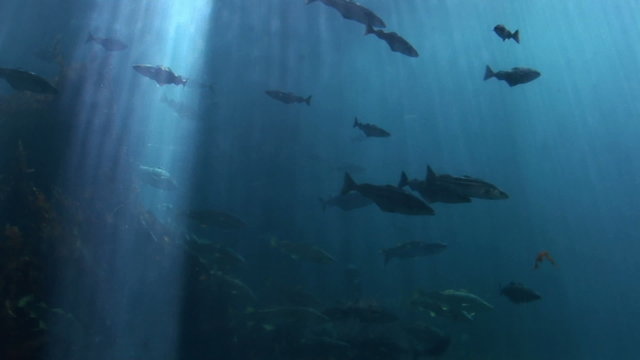 Fish - Marine life - School of fish - Underwater