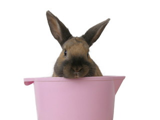 Bunny in a bowl isolated on white