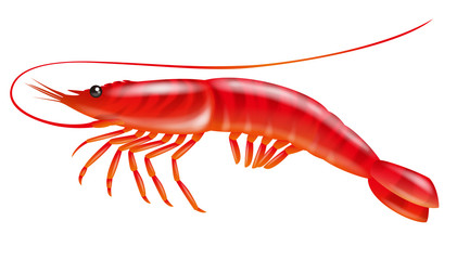 Prawn