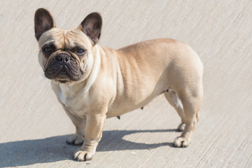 Obraz premium French Bulldog