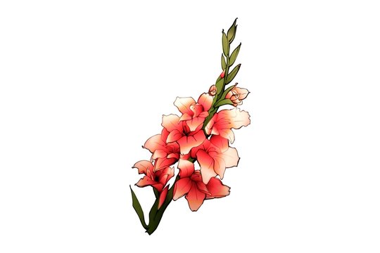 gladiola