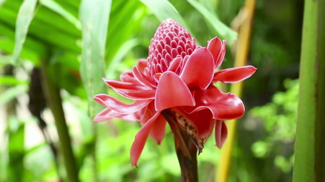 Tropical Ginger flower.  Etlingera elatior