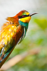 Obraz premium Bienenfresser (Merops apiaster)