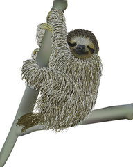 smiling sloth hanging on a branch © kaianni