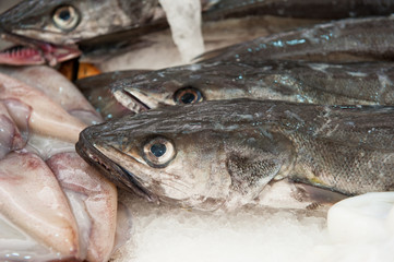 fresh hake at a fish market