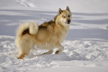 chien du groenland courant dans la neige