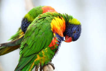 Rainbow Lorikeet, Trichoglossus haematodus