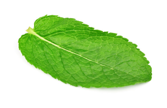 fresh mint leaves