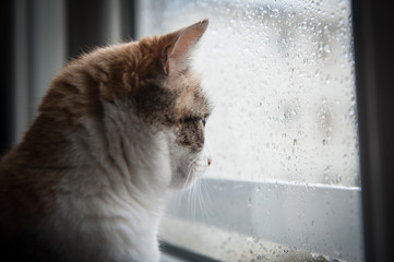 Chat devant la pluie