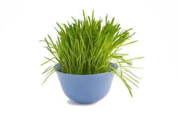 grass  in blue ceramic bowl on white background
