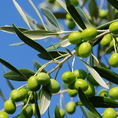 Olive 50