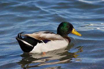 Feemale mallard duck
