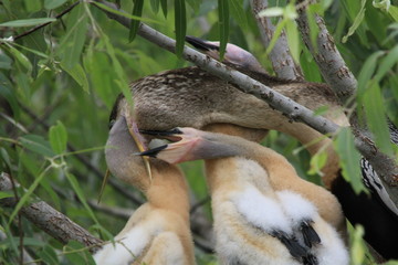 Anhinga & chicks