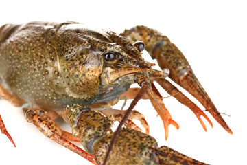 green crawfish on white background close-up