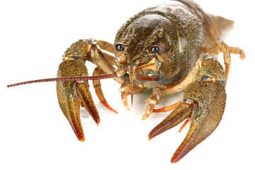 Alive crayfish on white background close-up