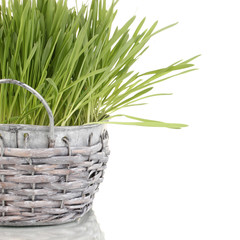Green grass in basket isolated on white