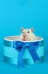 funny little rat in gift box, on blue background