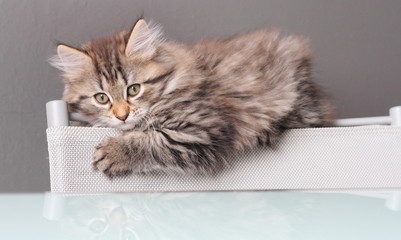 Cucciola di gatto siberiano sullo schienale di una sedia - obrazy, fototapety, plakaty