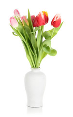 Beautiful tulips in bucket isolated on white