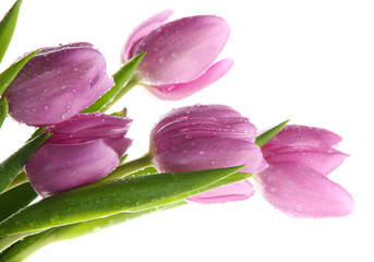 Fototapeta premium Beautiful bouquet of purple tulips, isolated on white