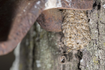 Praying Mantis Eggs Sac