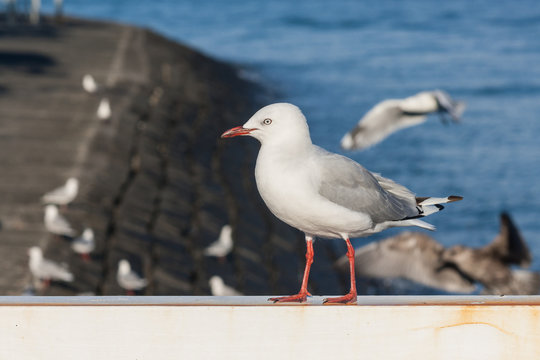 isolated red-billed seagull