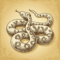 Ground Snake Illustration Vector