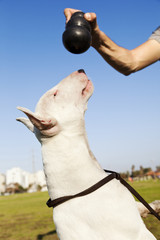 Bull Terrier About to Chew on Toy