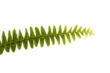 Stem of fern leaves isolated