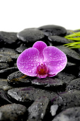 Still life with pink orchid on wet pebble and green leaf